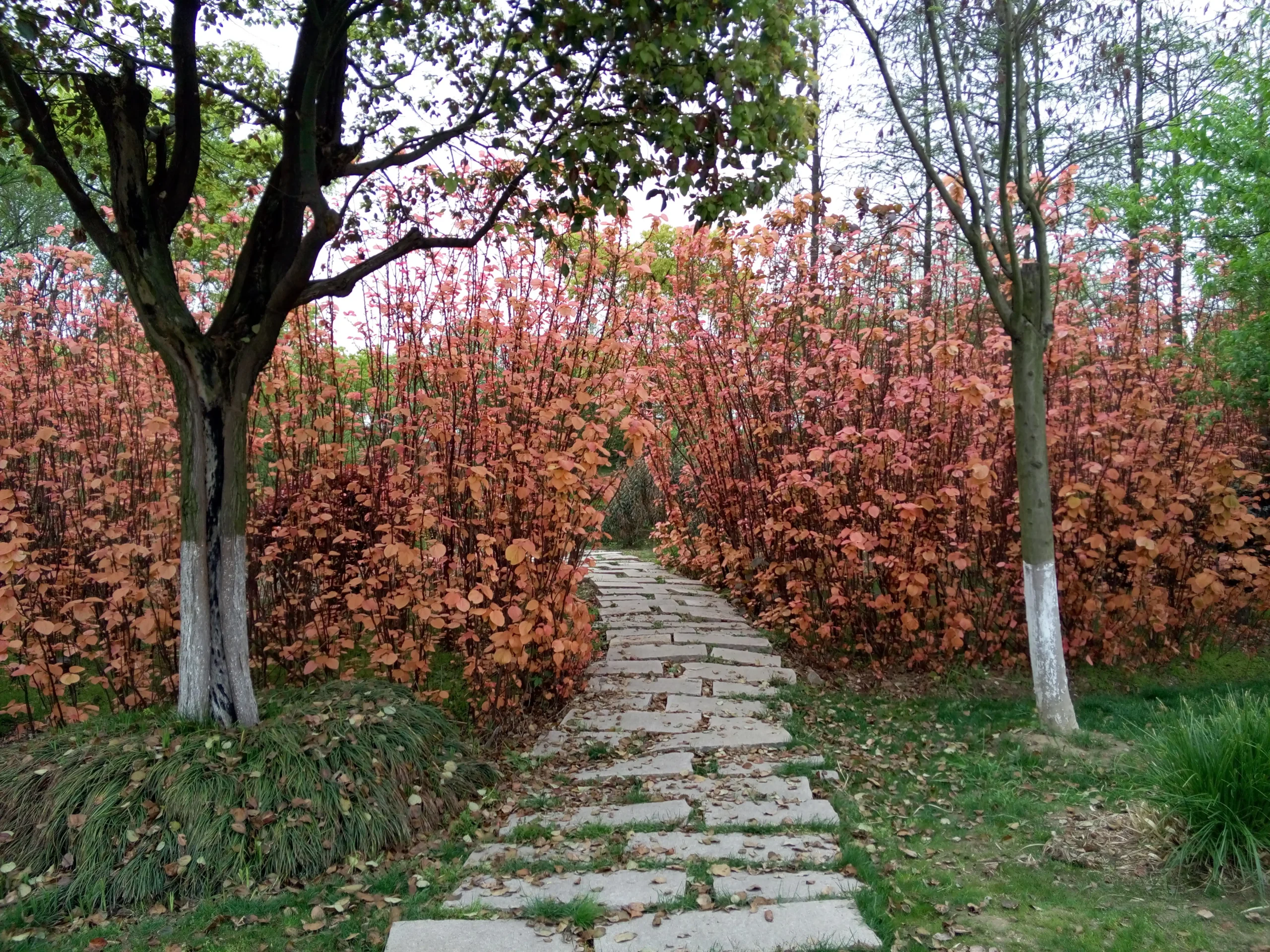 A stone garden path symbolizing the journey toward schizoaffective disorder recovery and stability.