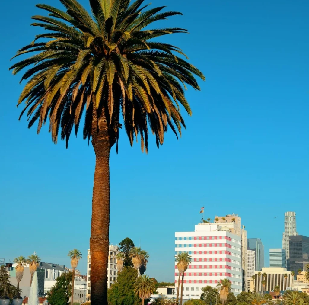 Los angeles downtown park view with palm trees.