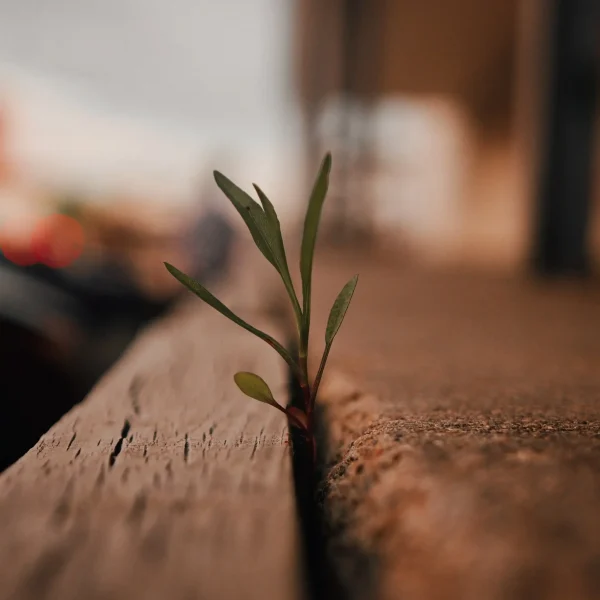 A symbol of mental health recovery and healing on your own terms through virtual intensive outpatient services.