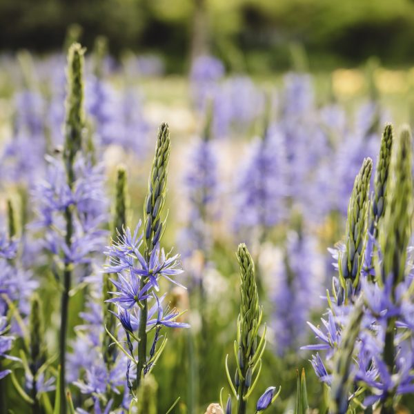 A vertical shot of common camases surrounded by greenery in a field under the sunlight