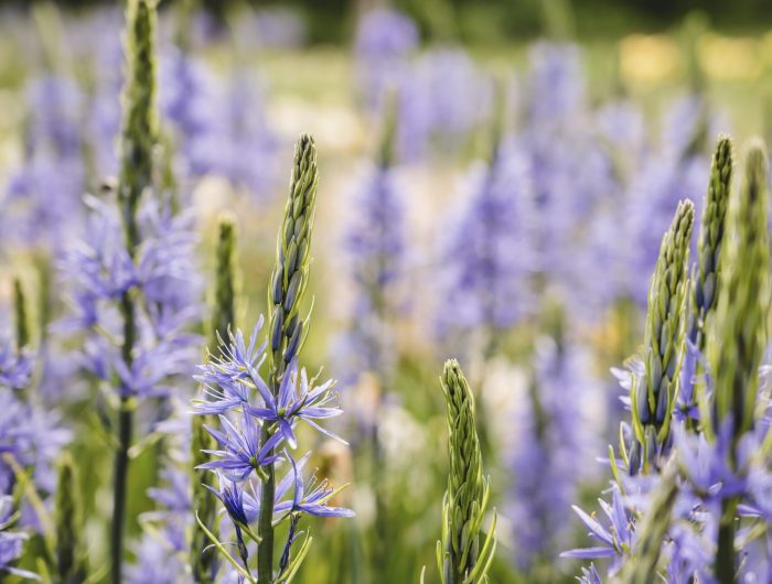 A vertical shot of common camases surrounded by greenery in a field under the sunlight