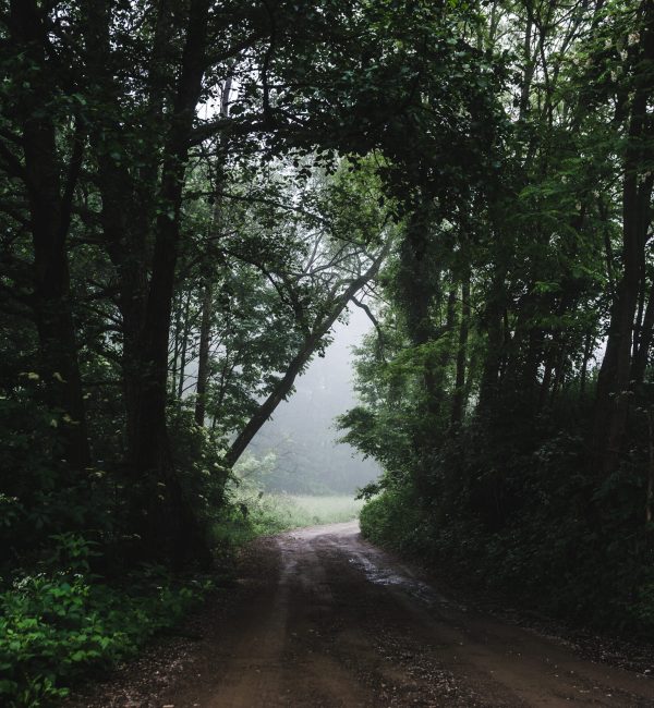 Light-filled forest pathway representing clarity, structure, and personal growth in ADHD treatment journey